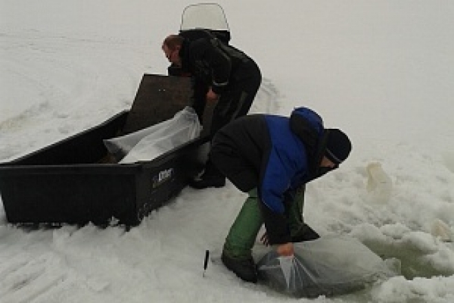 Новости  - 210 тысяч семужат выпустили в Колу