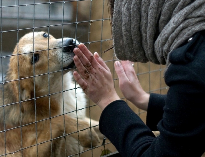 В Заполярье готовятся к открытию приюта для бездомных животных