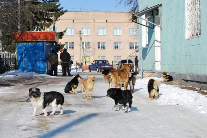 В Полярных Зорях ведется отлов уличных животных