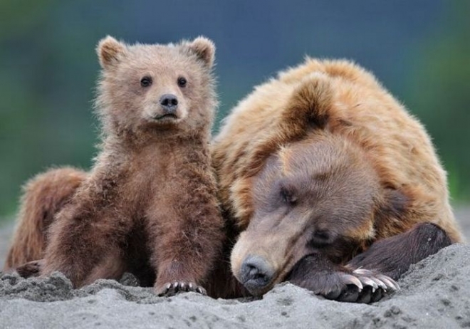 Бурые медведи участвуют в важном исследовании