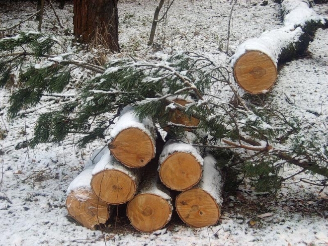 В области незаконно вырубили более 1000 деревьев