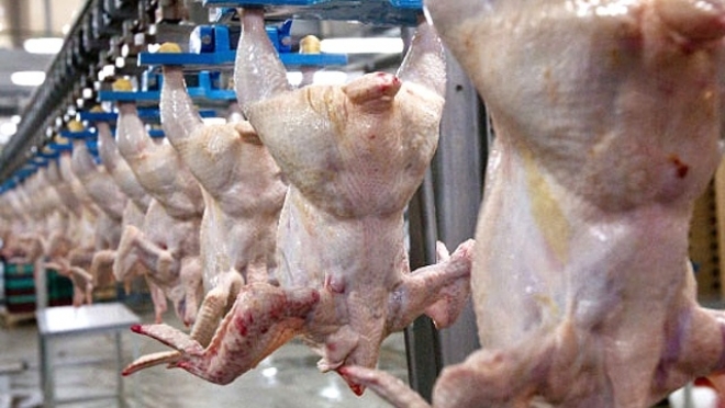 В Заполярье выросли объёмы производства мяса птицы
