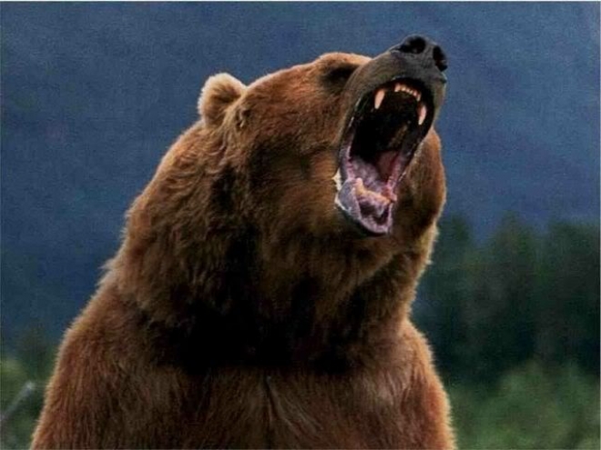 Минприроды опровергло "утку" о медведе