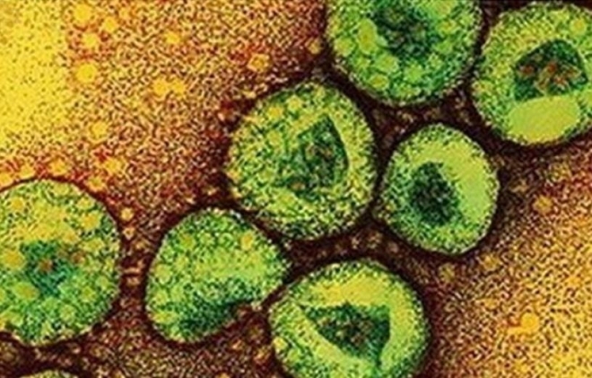 У финна обнаружен опасный коронавирус MERS