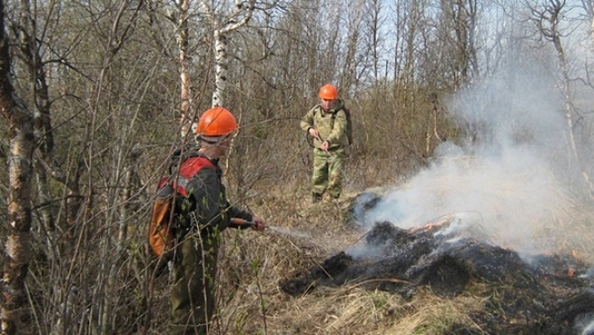 В Заполярье сгорело порядка 250 гектаров леса