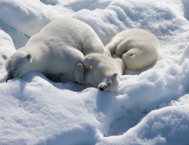 РАН: Таяние льдов в Арктике может привести к климатической катастрофе