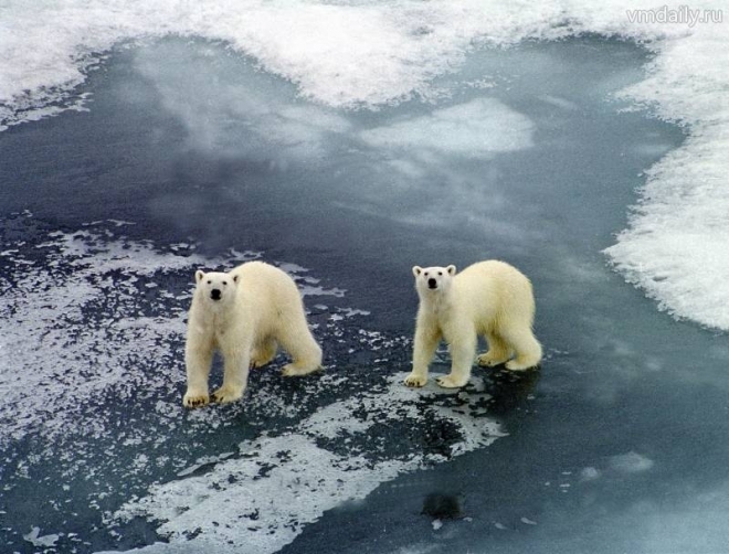 Россия и Норвегия проведут перепись белых медведей